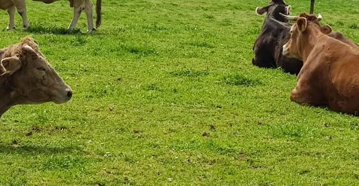 Konukevi Lo O Pedrouzo